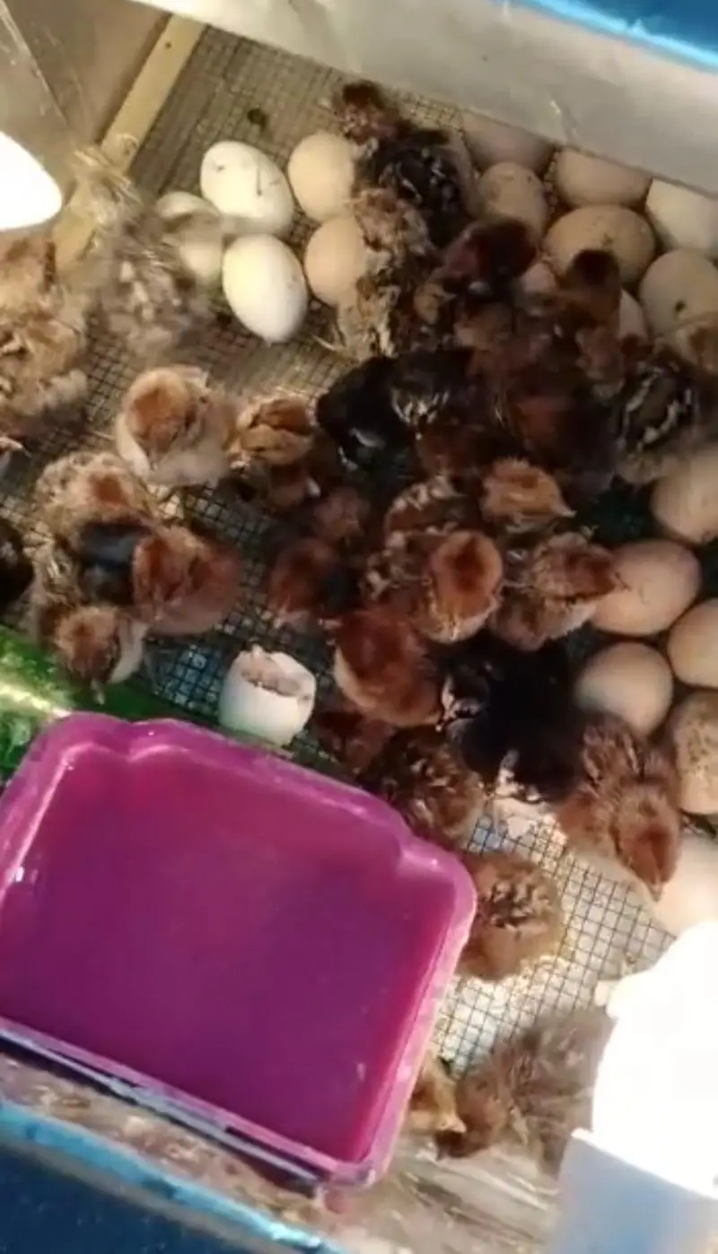 Energy saver incubator 10 watt | Egg hatching| egg machine| incubator — photo 5