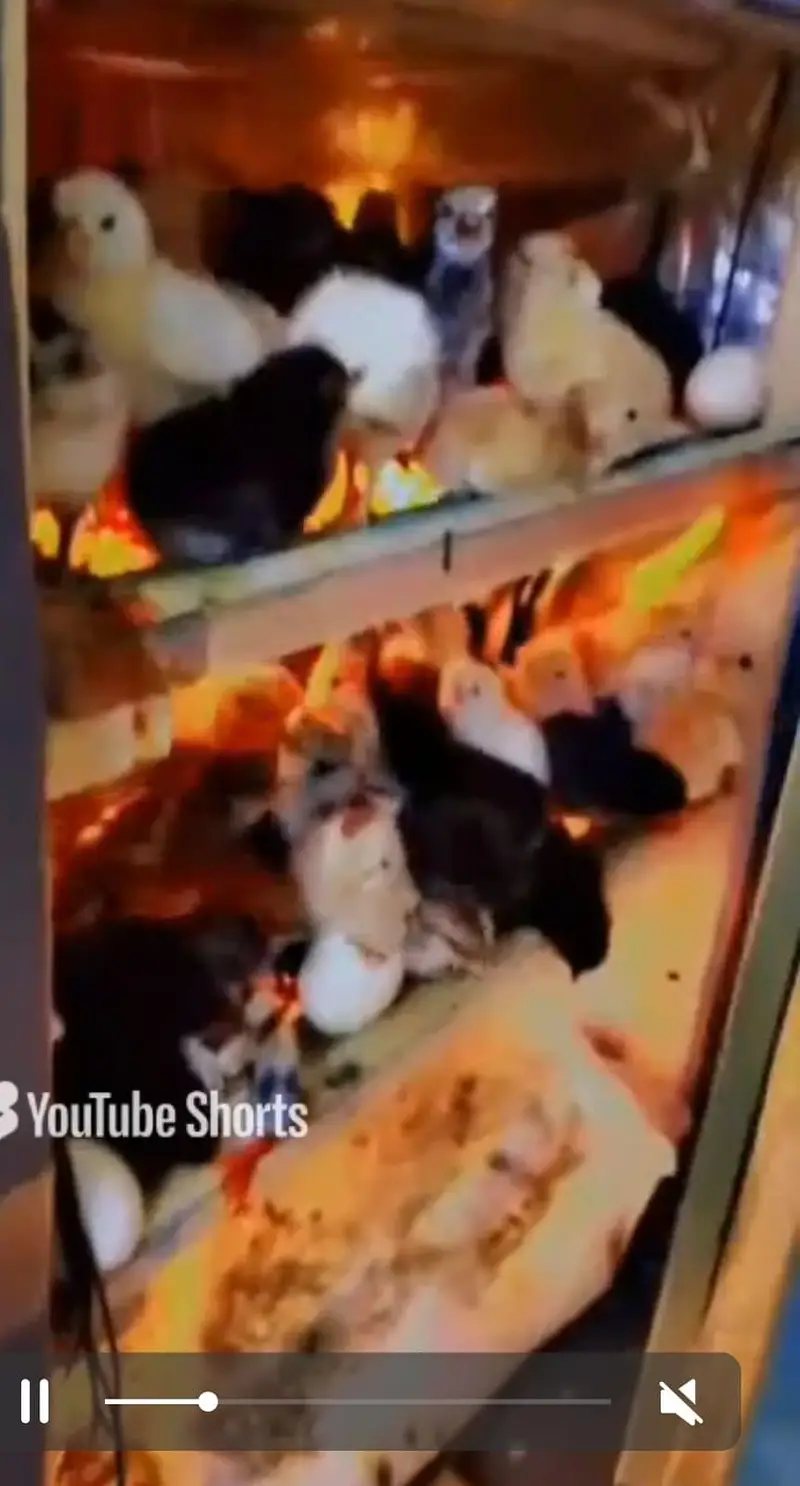 Energy saver incubator 10 watt | Egg hatching| egg machine| incubator — photo 6