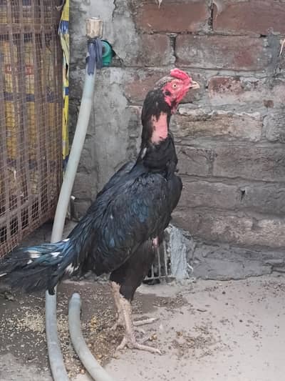 Mushka patha for sale and exchange with aseel chik
