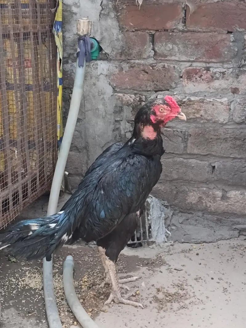 Mushka patha for sale and exchange with aseel chik — photo 8