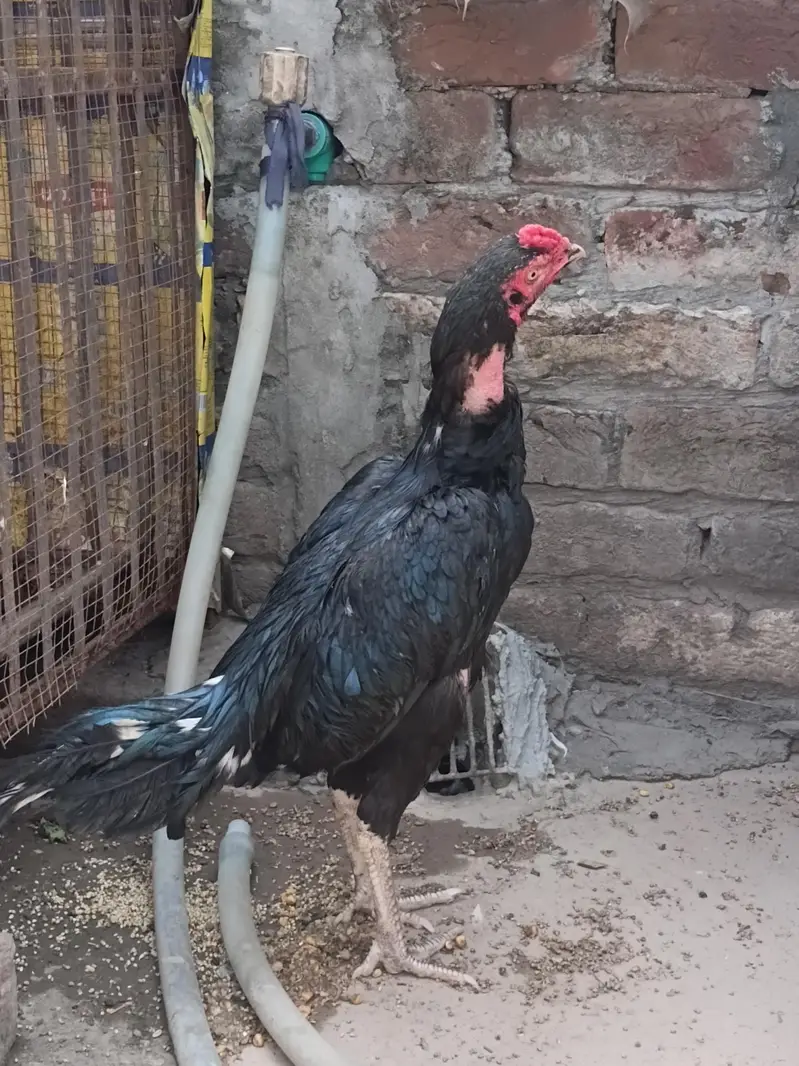 Mushka patha for sale and exchange with aseel chik — photo 10