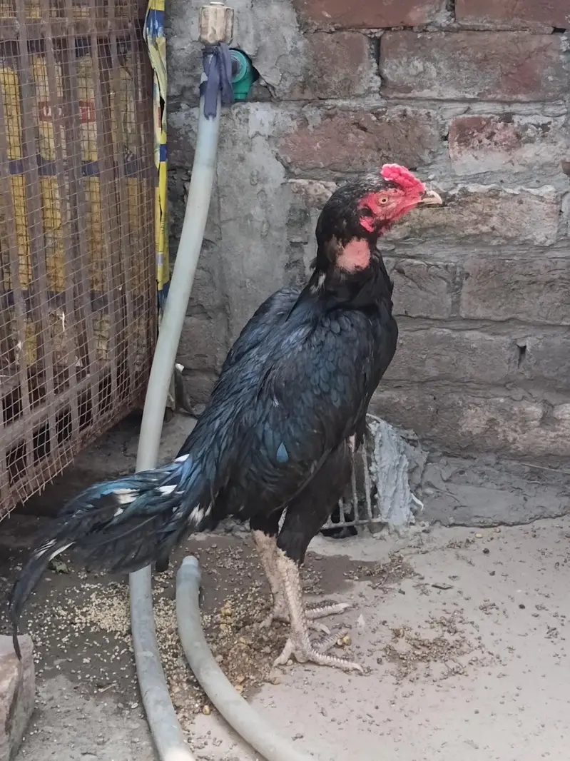 Mushka patha for sale and exchange with aseel chik — photo 11