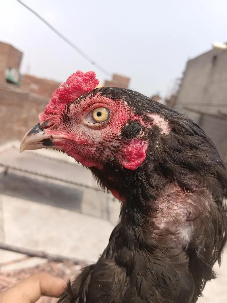 Mushka patha for sale and exchange with aseel chik — photo 12