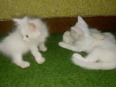 Cute and Beautiful Persian Kittens – 2 Pairs for Sale
