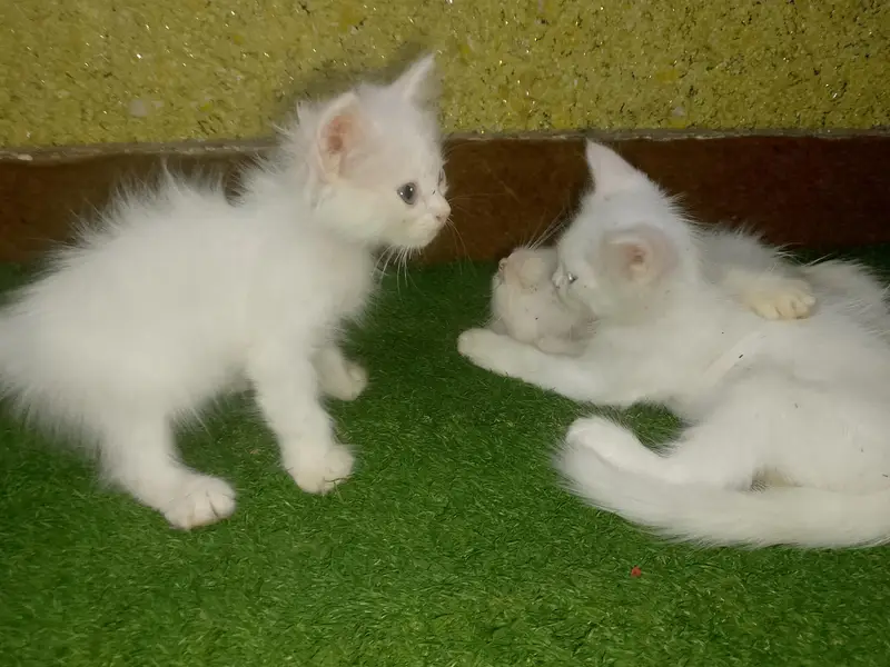 Cute and Beautiful Persian Kittens – 2 Pairs for Sale — photo 2