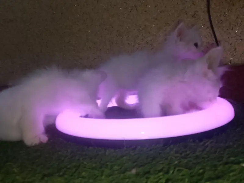 Cute and Beautiful Persian Kittens – 2 Pairs for Sale — photo 3