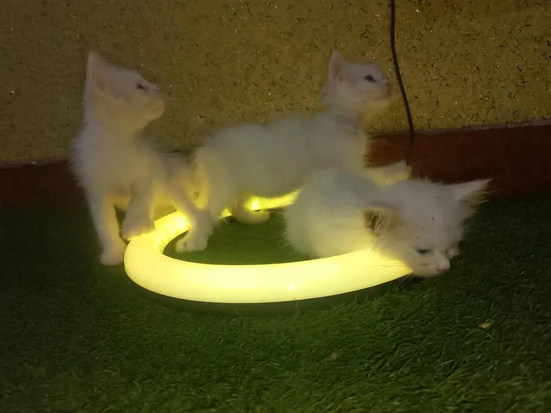 Cute and Beautiful Persian Kittens – 2 Pairs for Sale — photo 4