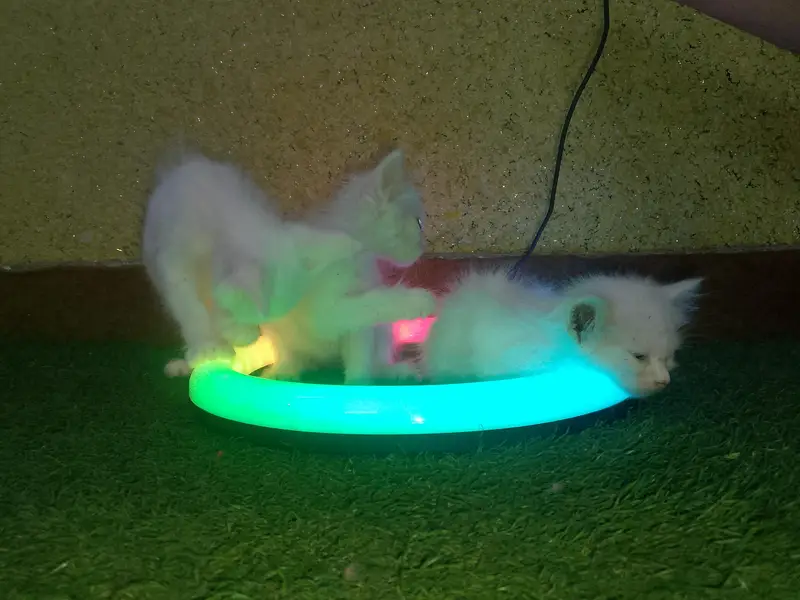 Cute and Beautiful Persian Kittens – 2 Pairs for Sale — photo 5