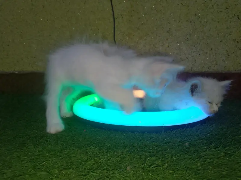 Cute and Beautiful Persian Kittens – 2 Pairs for Sale — photo 6
