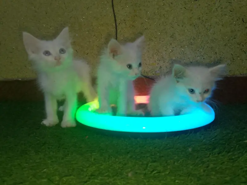 Cute and Beautiful Persian Kittens – 2 Pairs for Sale — photo 7