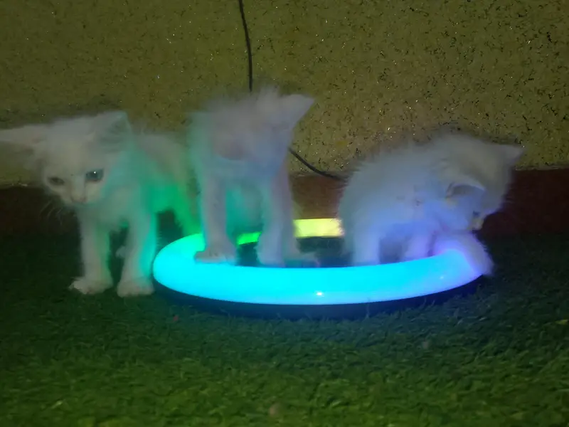 Cute and Beautiful Persian Kittens – 2 Pairs for Sale — photo 8