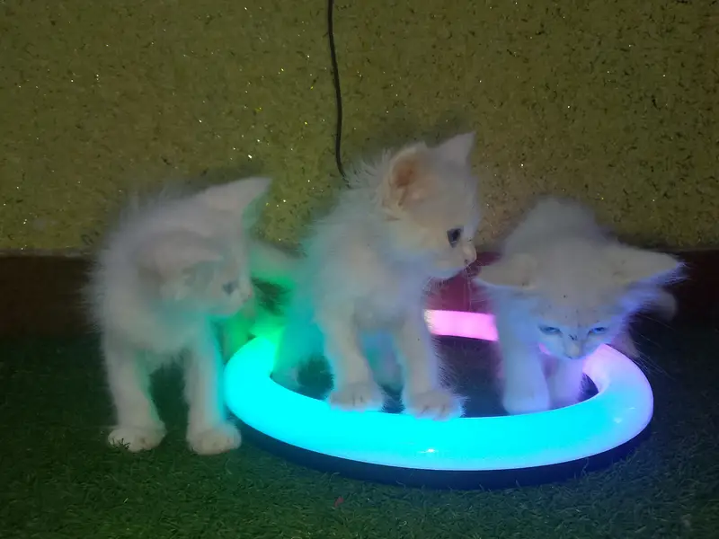 Cute and Beautiful Persian Kittens – 2 Pairs for Sale — photo 9