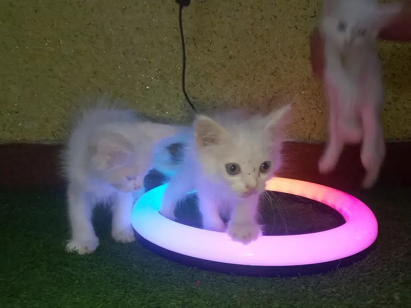 Cute and Beautiful Persian Kittens – 2 Pairs for Sale — photo 10