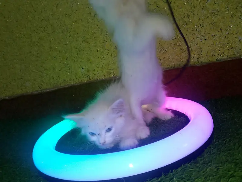 Cute and Beautiful Persian Kittens – 2 Pairs for Sale — photo 11
