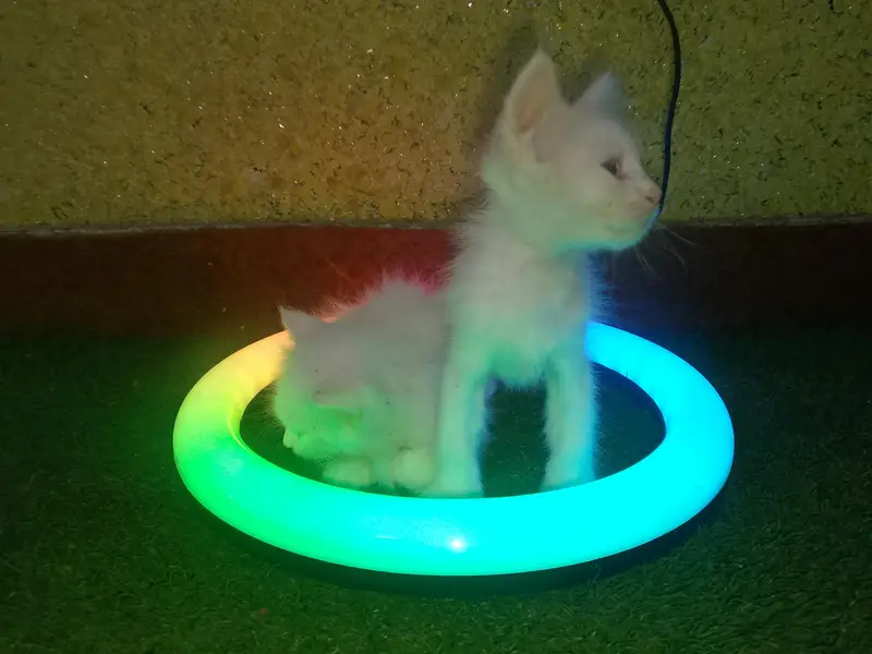 Cute and Beautiful Persian Kittens – 2 Pairs for Sale — photo 12