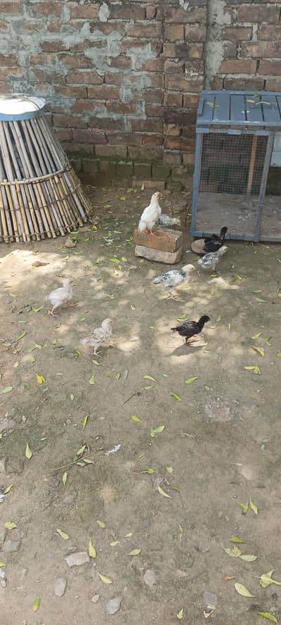 chicks for sale total 16 chicks h 9 Aseel h aur 7 cross m h