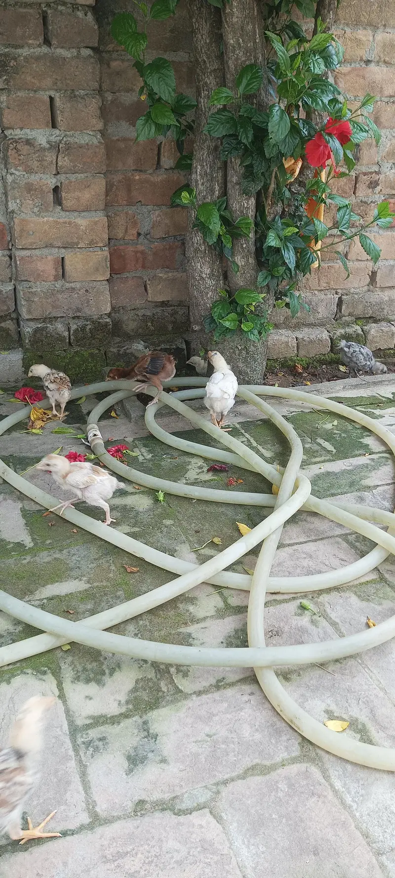 chicks for sale total 16 chicks h 9 Aseel h aur 7 cross m h — photo 2