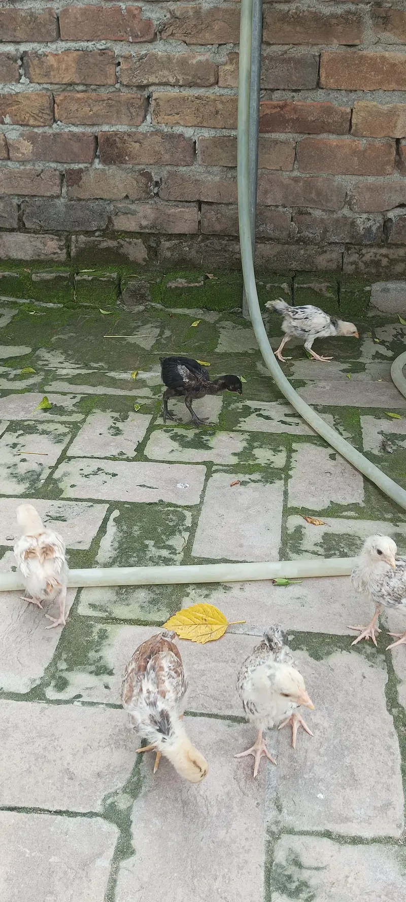 chicks for sale total 16 chicks h 9 Aseel h aur 7 cross m h — photo 3