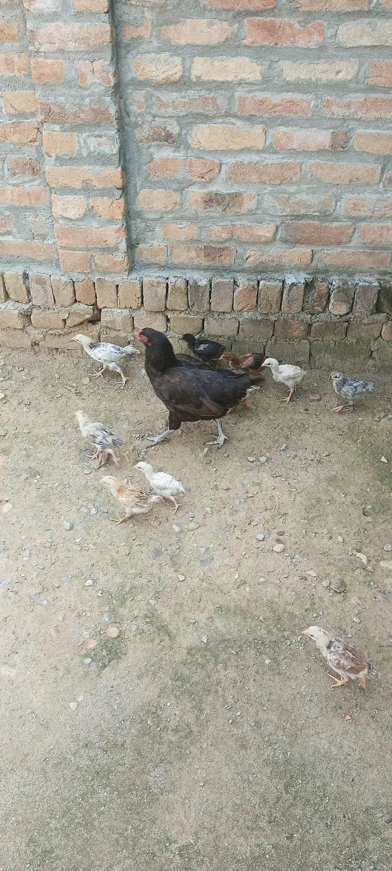 chicks for sale total 16 chicks h 9 Aseel h aur 7 cross m h — photo 4