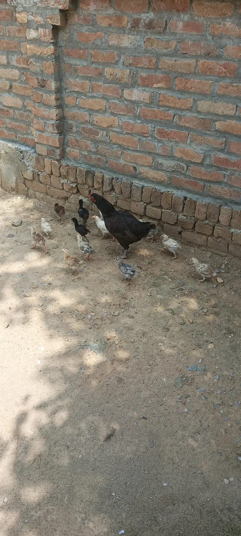 chicks for sale total 16 chicks h 9 Aseel h aur 7 cross m h — photo 5