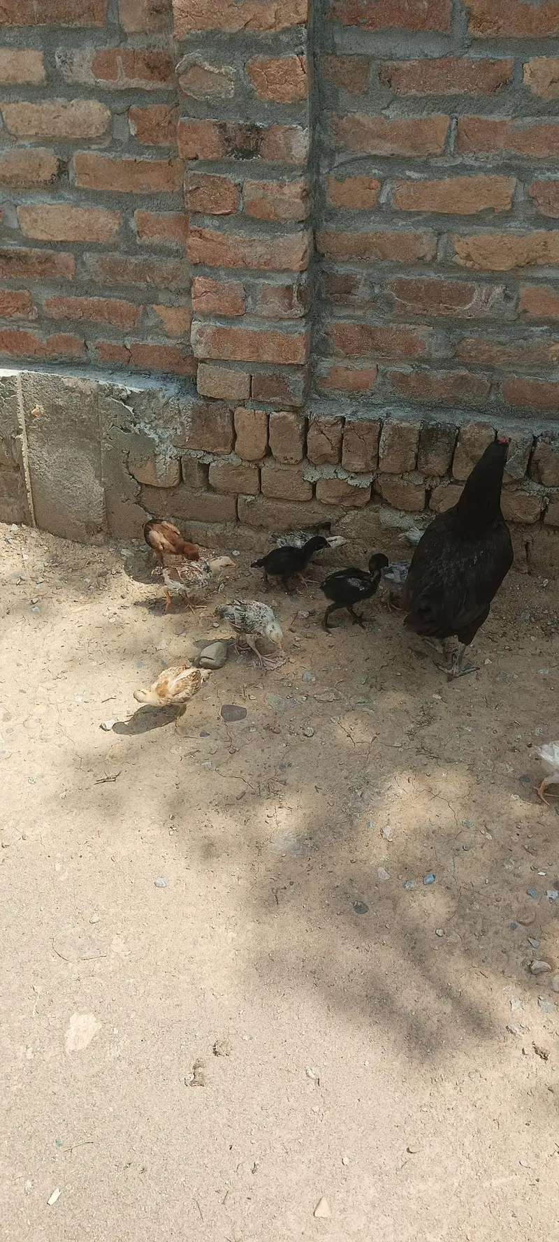 chicks for sale total 16 chicks h 9 Aseel h aur 7 cross m h — photo 6