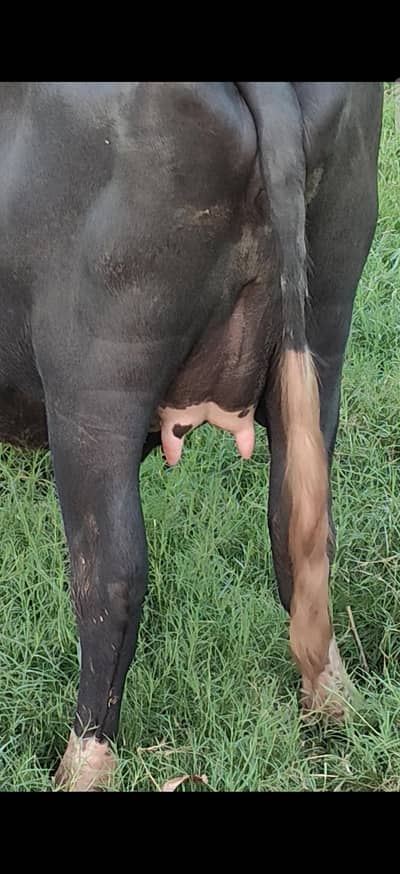 Pahlan Jhoti for sale