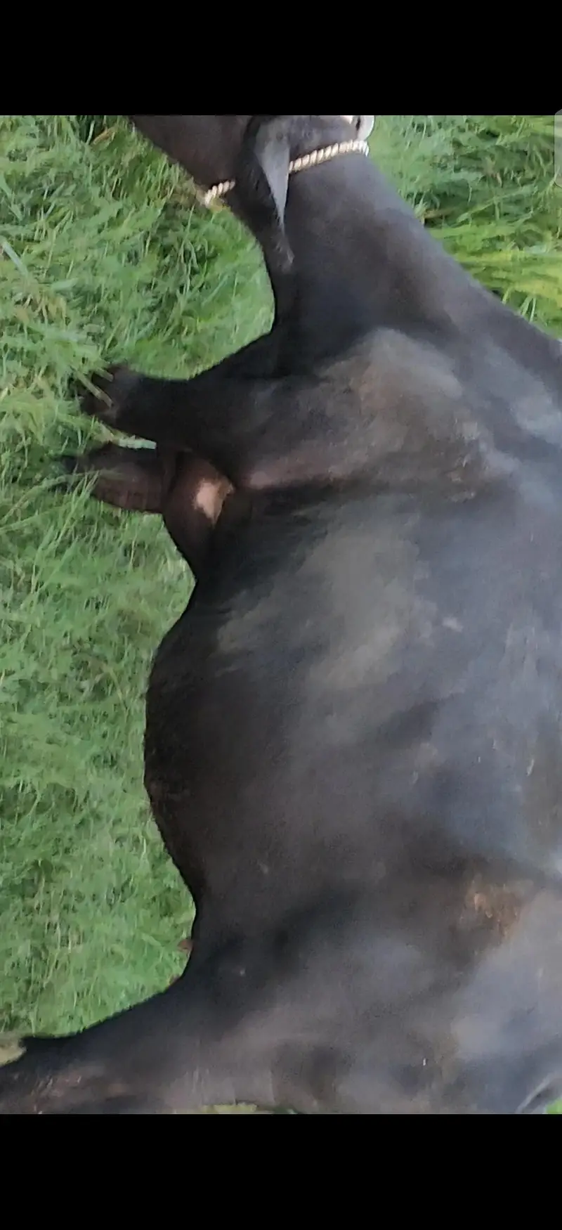 Pahlan Jhoti for sale — photo 2
