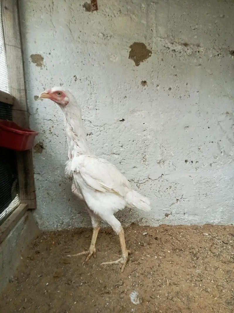 King O Shamo — photo 2