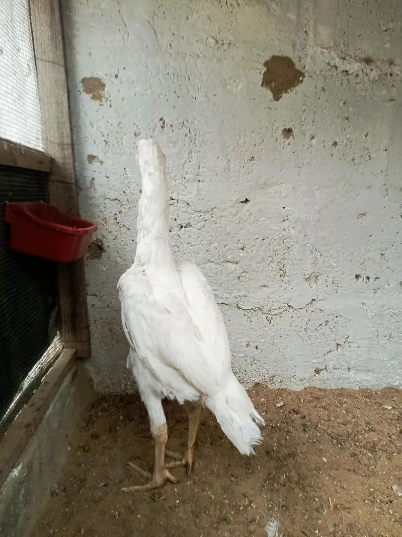 King O Shamo — photo 3