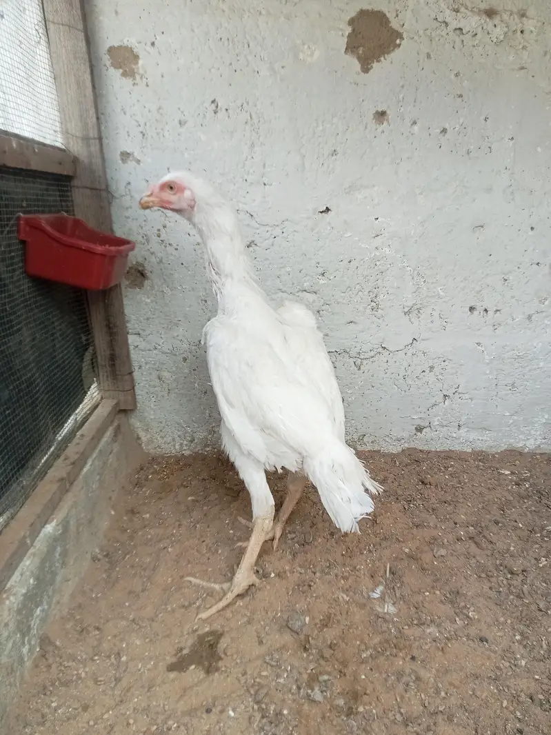 King O Shamo — photo 5