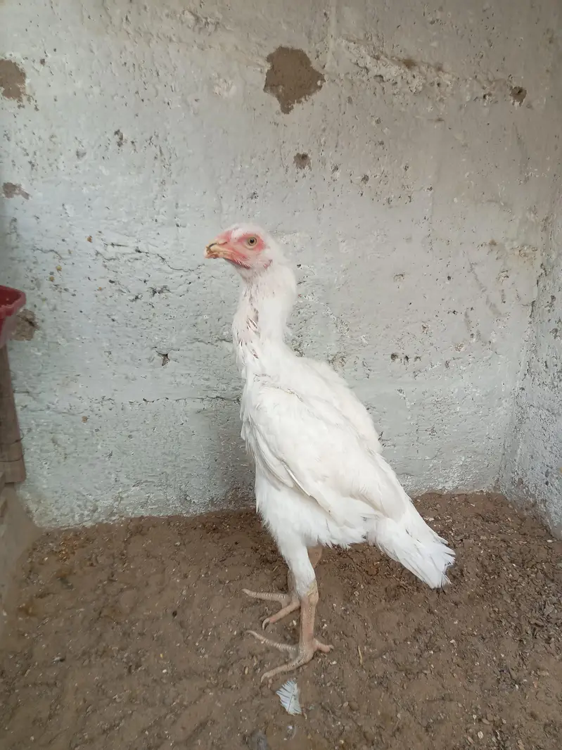 King O Shamo — photo 8