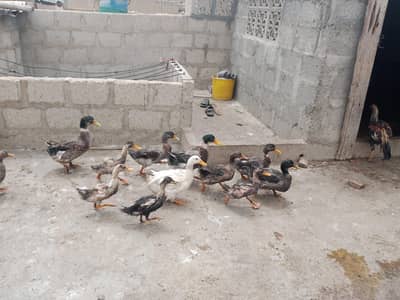 DUCKS