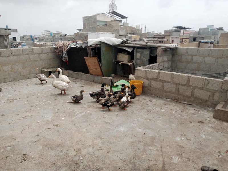 DUCKS 1