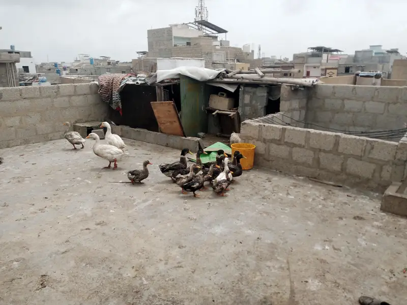 DUCKS — photo 2