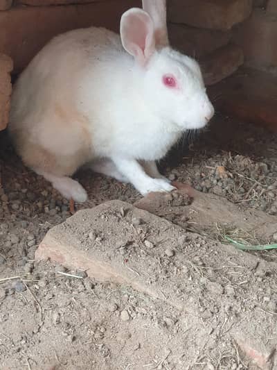 Breadee female and healthy and active