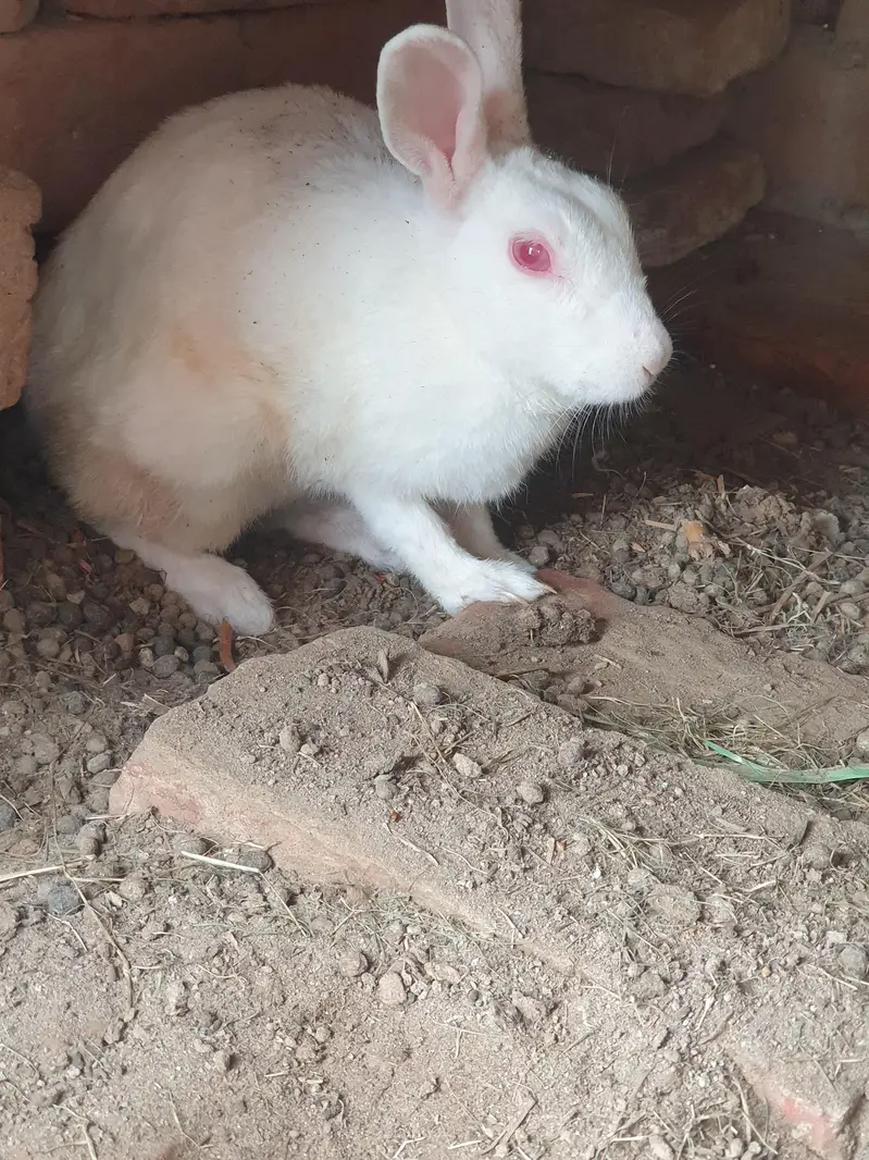 Breadee female and healthy and active