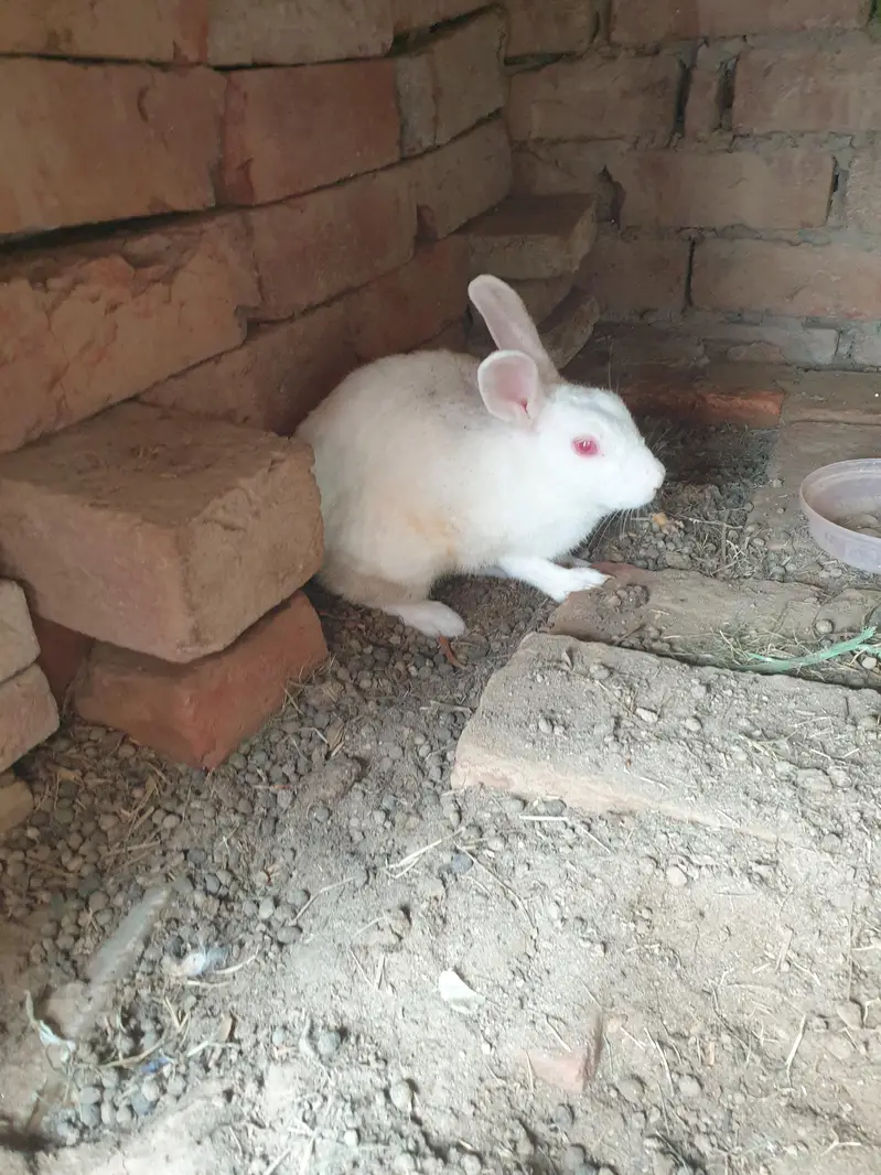 Breadee female and healthy and active — photo 2