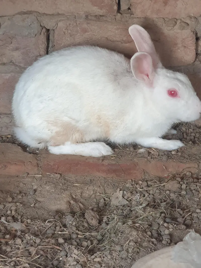 Breadee female and healthy and active — photo 3