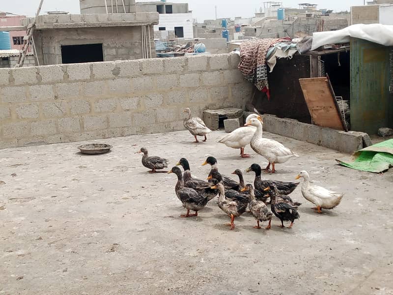 DUCKS 2