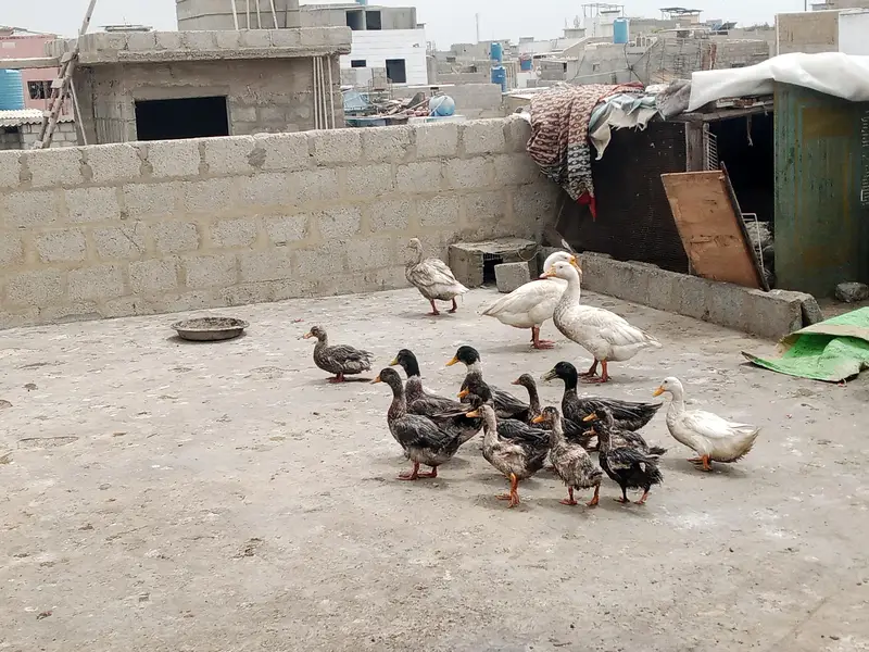 DUCKS — photo 3
