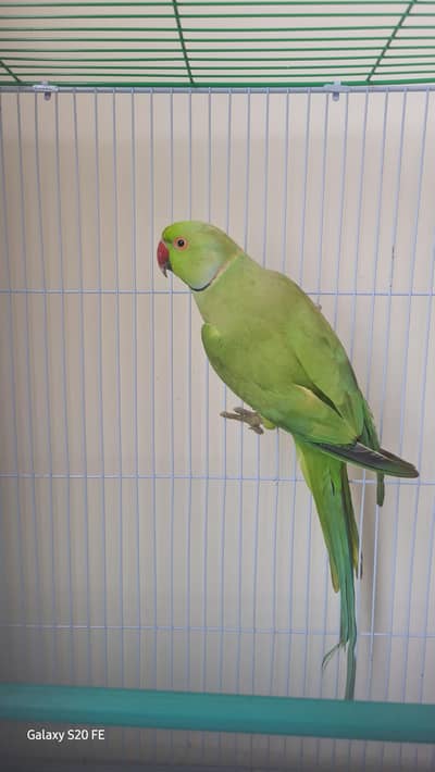 Green Ringneck Parrot