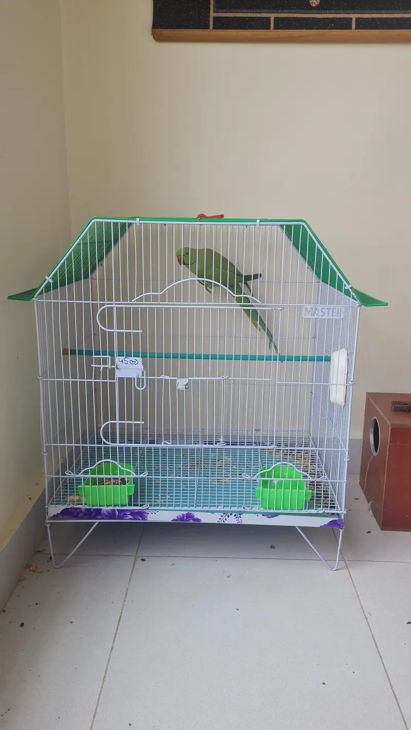 Green Ringneck Parrot — photo 2