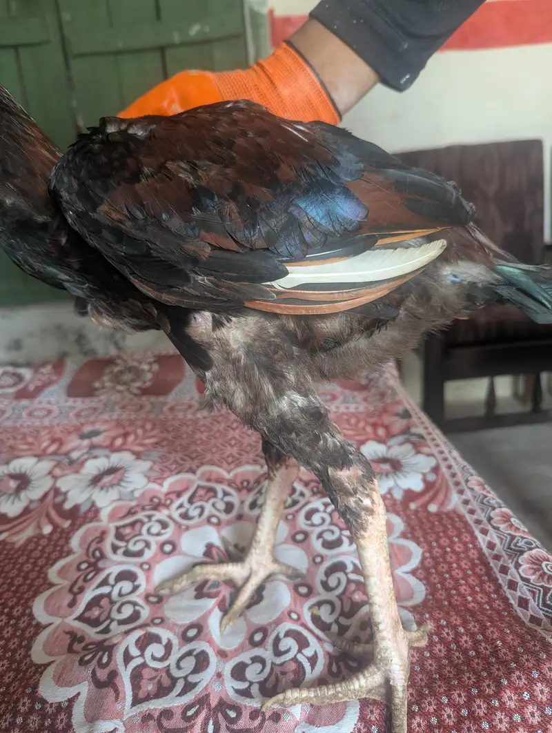 aseel minawaki — photo 3