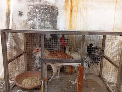Desi rooster & Hen pair (03284950881)