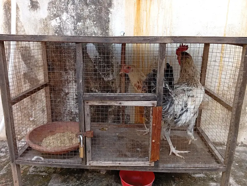 Desi rooster & Hen pair (03284950881) — photo 2