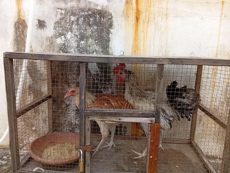Desi rooster & Hen pair (03284950881) — photo 3