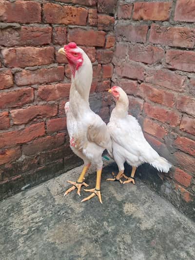 Aseel Shamo pure paper white pair hen egg de rhi h 03077036825