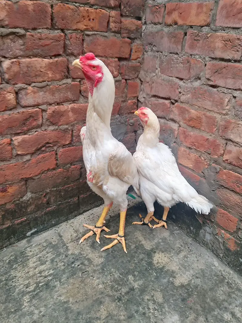 Aseel Shamo pure paper white pair hen egg de rhi h 03077036825 — photo 4