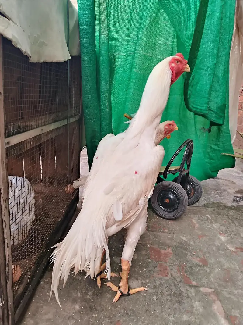 Aseel Shamo pure paper white pair hen egg de rhi h 03077036825 — photo 6