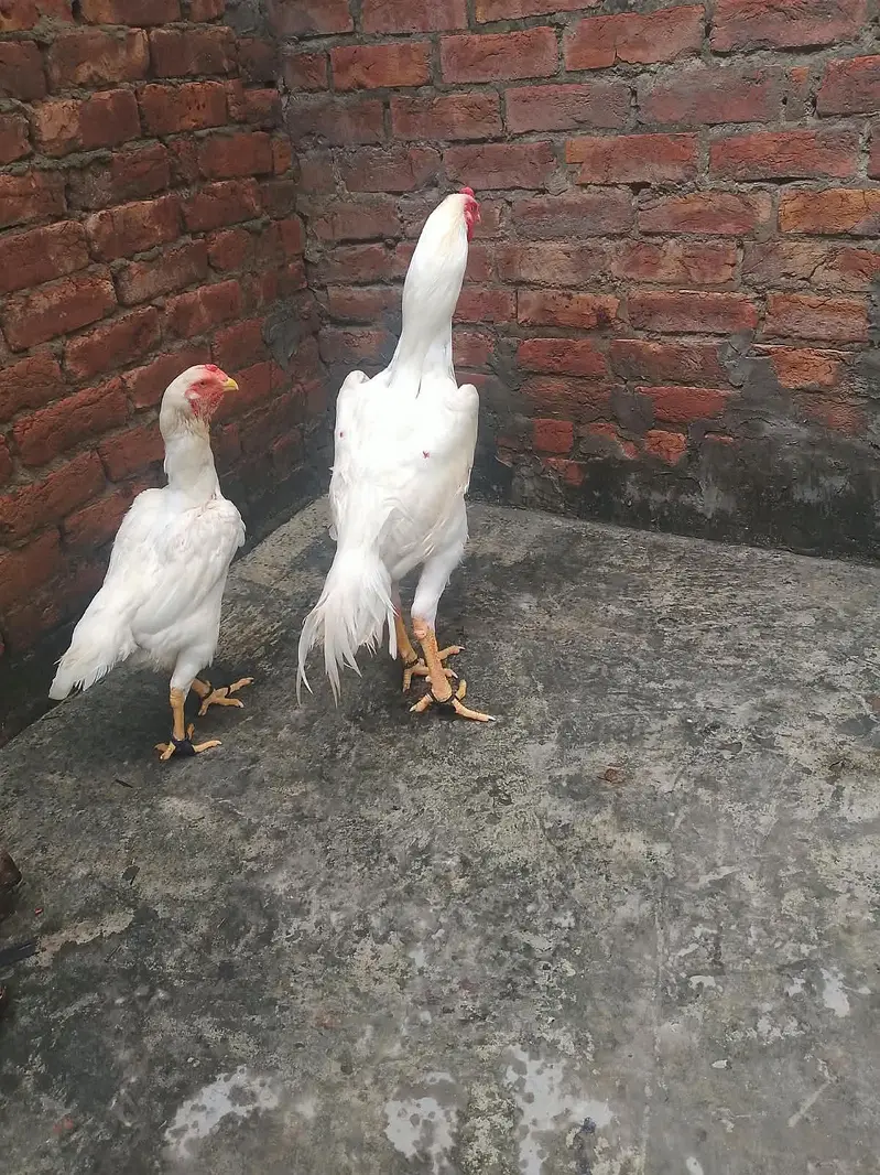 Aseel Shamo pure paper white pair hen egg de rhi h 03077036825 — photo 7
